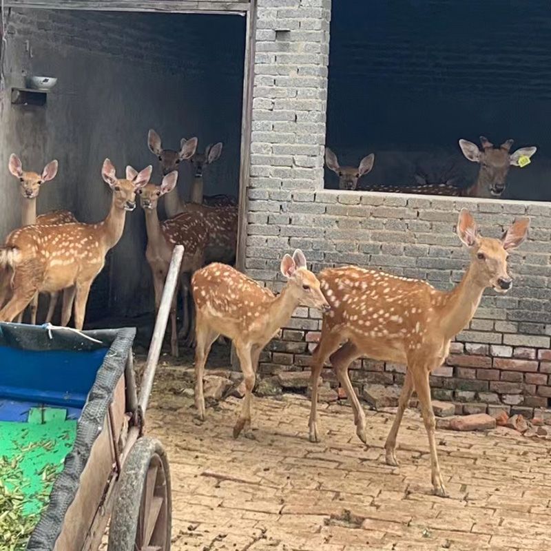 梅花鹿的生活习性